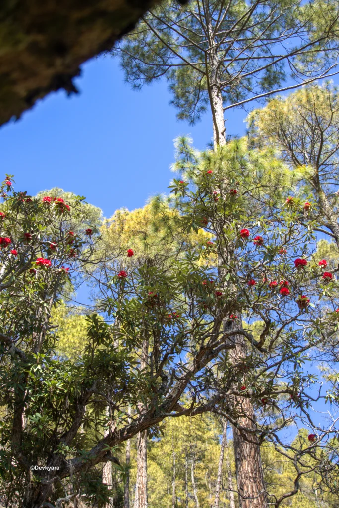 Buransh tree